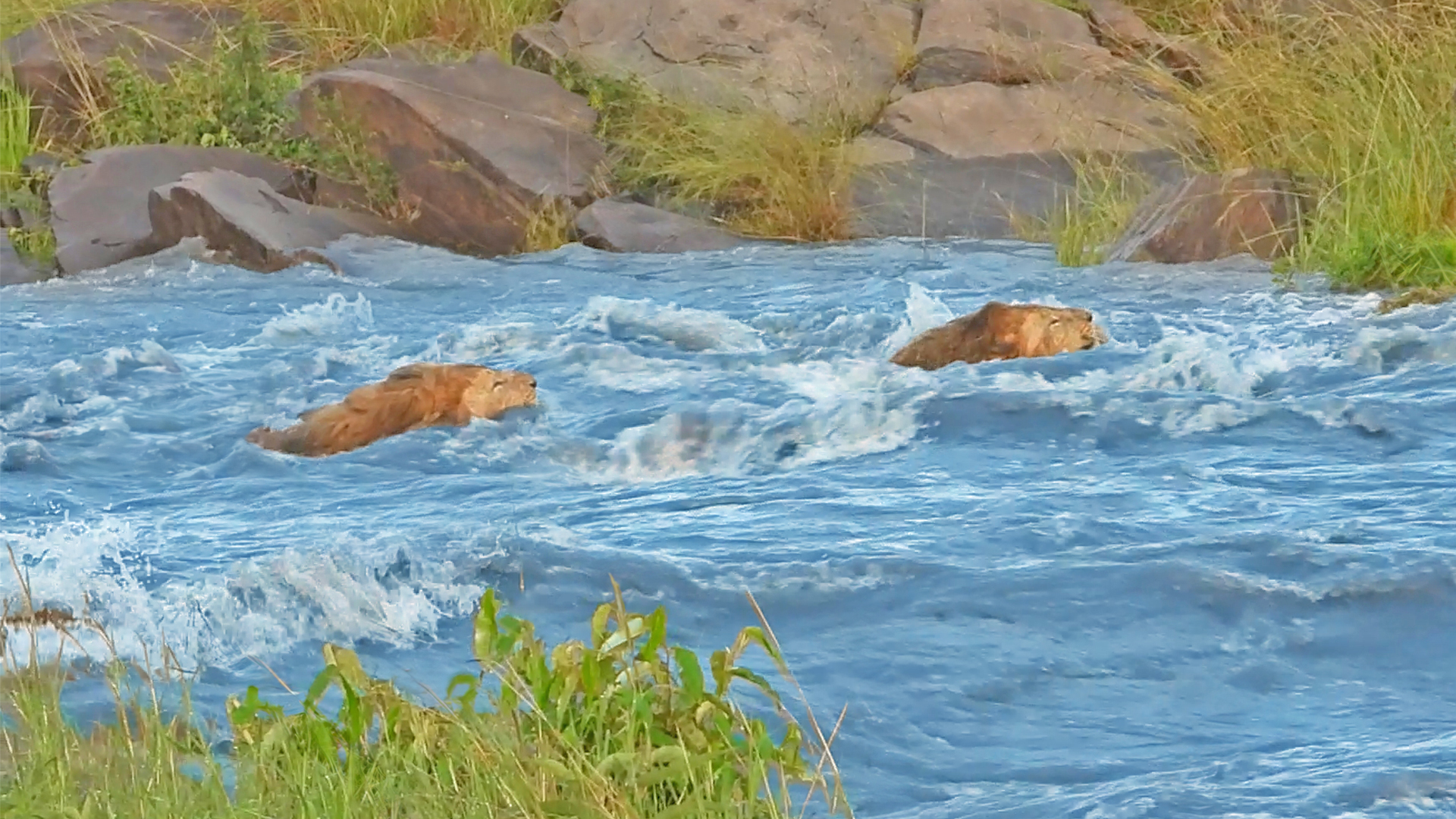 Male Lions Tackle Raging River