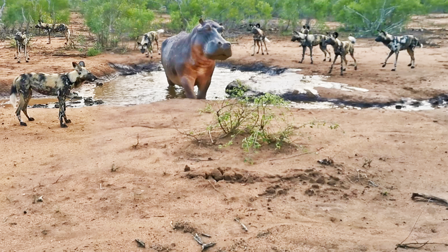 Hippo Surrounded by Wild Dogs
