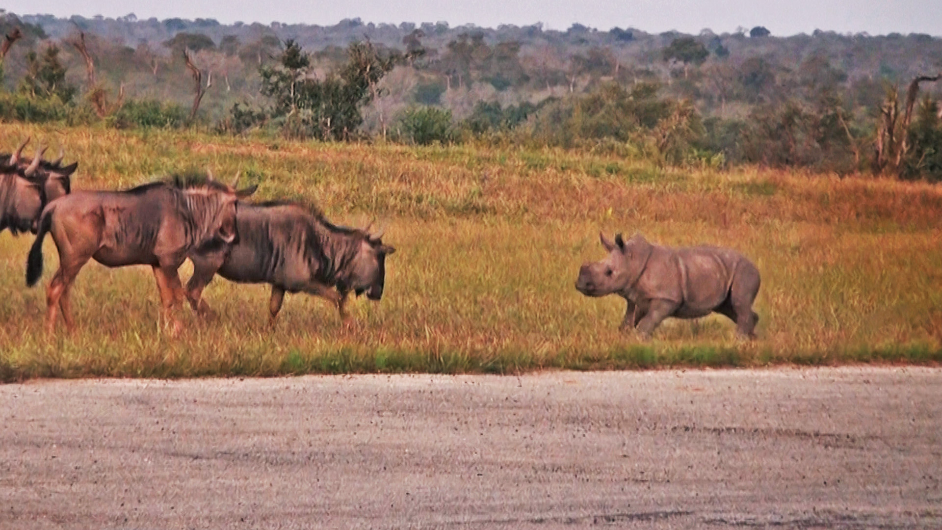 Baby Rhino Tries Making Friends 🥹