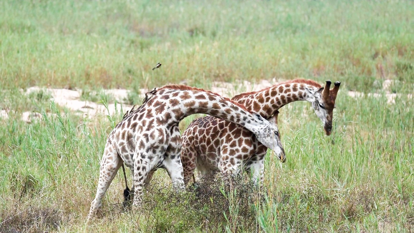 Giraffes Necking