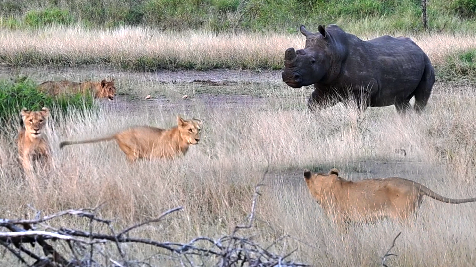Rhino Takes on Mega Pride of Lions