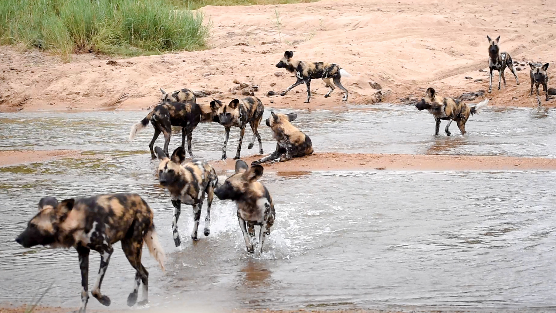 Cute Wild Dogs Nervously Cross Croc-Filled River 😂