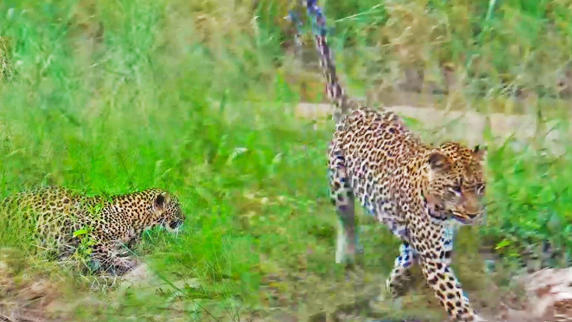 Leopard Cub Practices Pouncing Skills on Mother