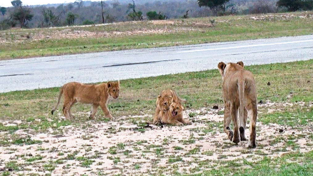 Lion Cubs Harass Weak Sibling on Airstrip
