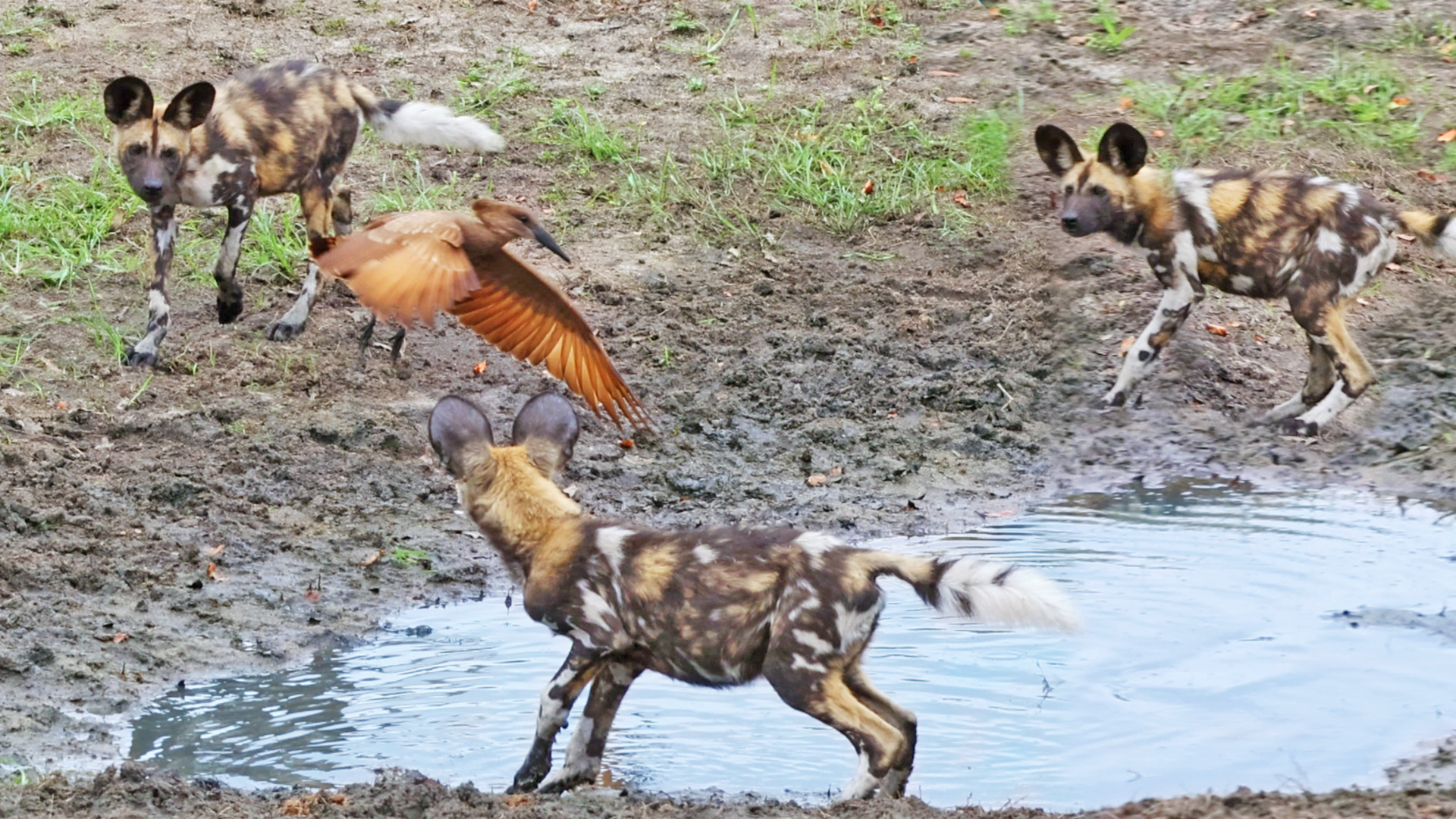 Wild Dog Pups Get Outwitted by a Clever Bird