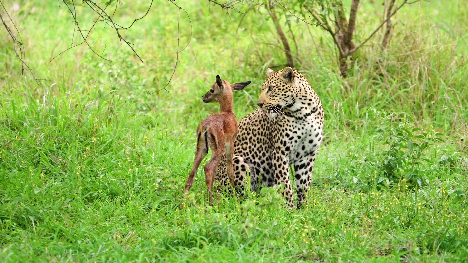 Baby Antelope Shows Love to Leopard