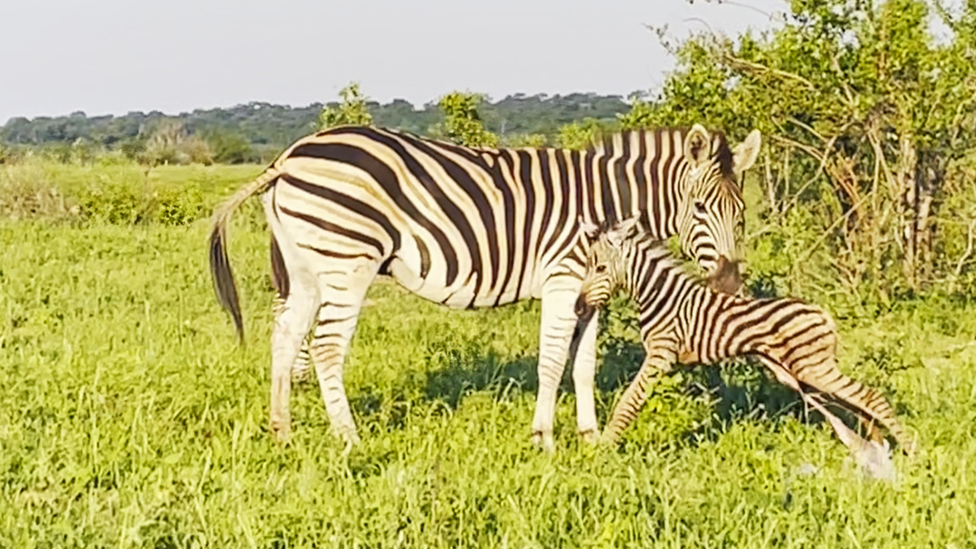 Mommy Zebra Helps Baby Take First Steps