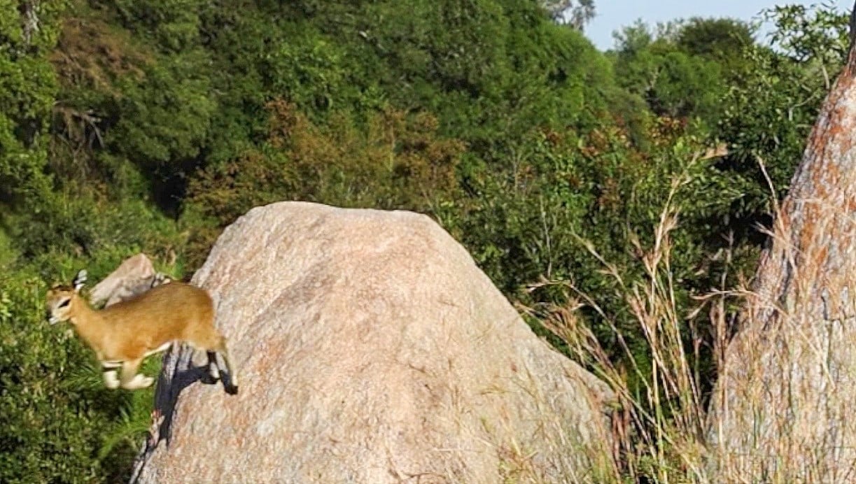Climbing Raptors Adorable Antelope Shows Off Rock Climbing Skills