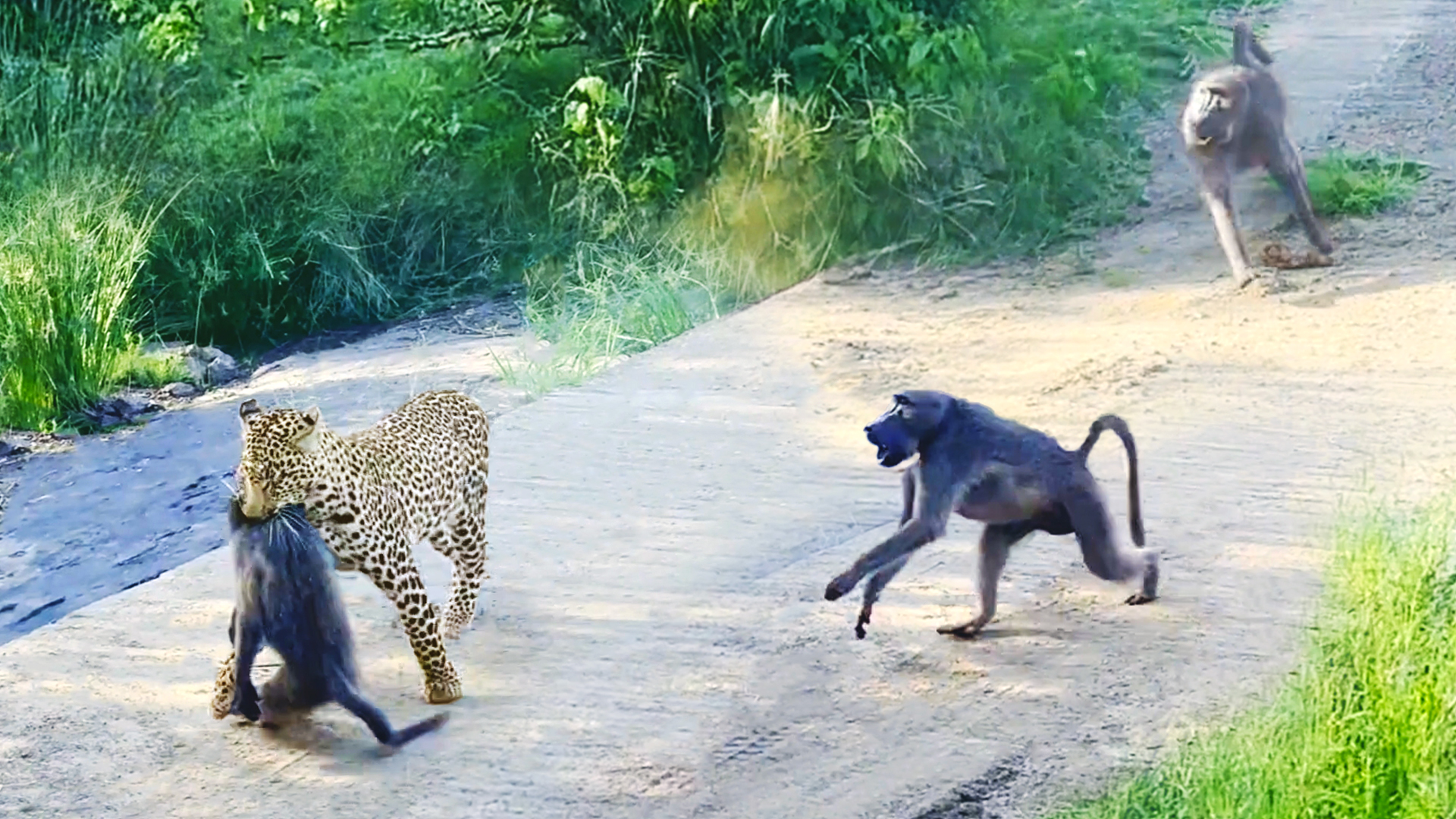 Leopard Pulls Off Perfect Ambush on Baboon – But they Fight Back