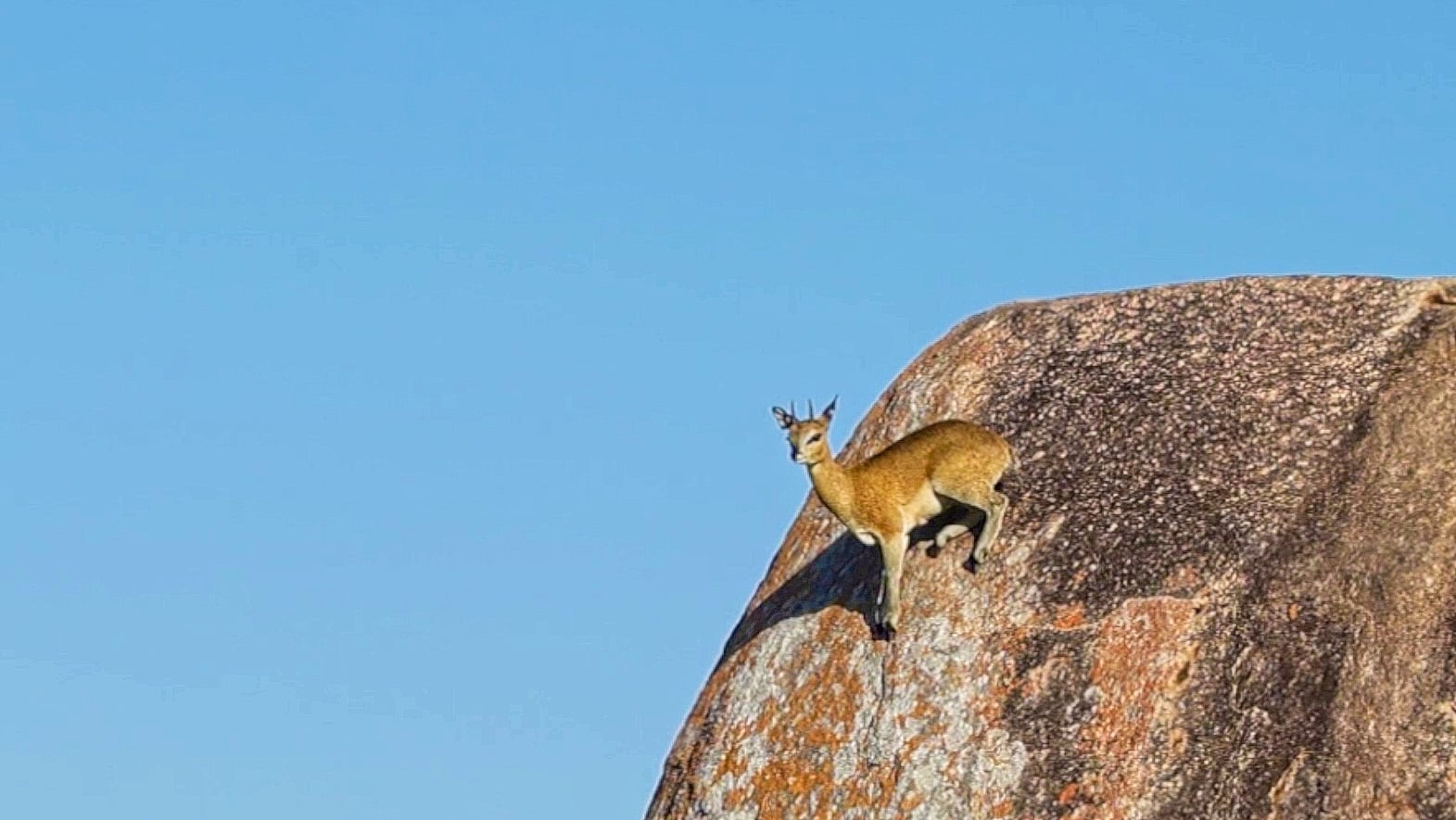 Climbing Raptors Adorable Antelope Shows Off Rock Climbing Skills