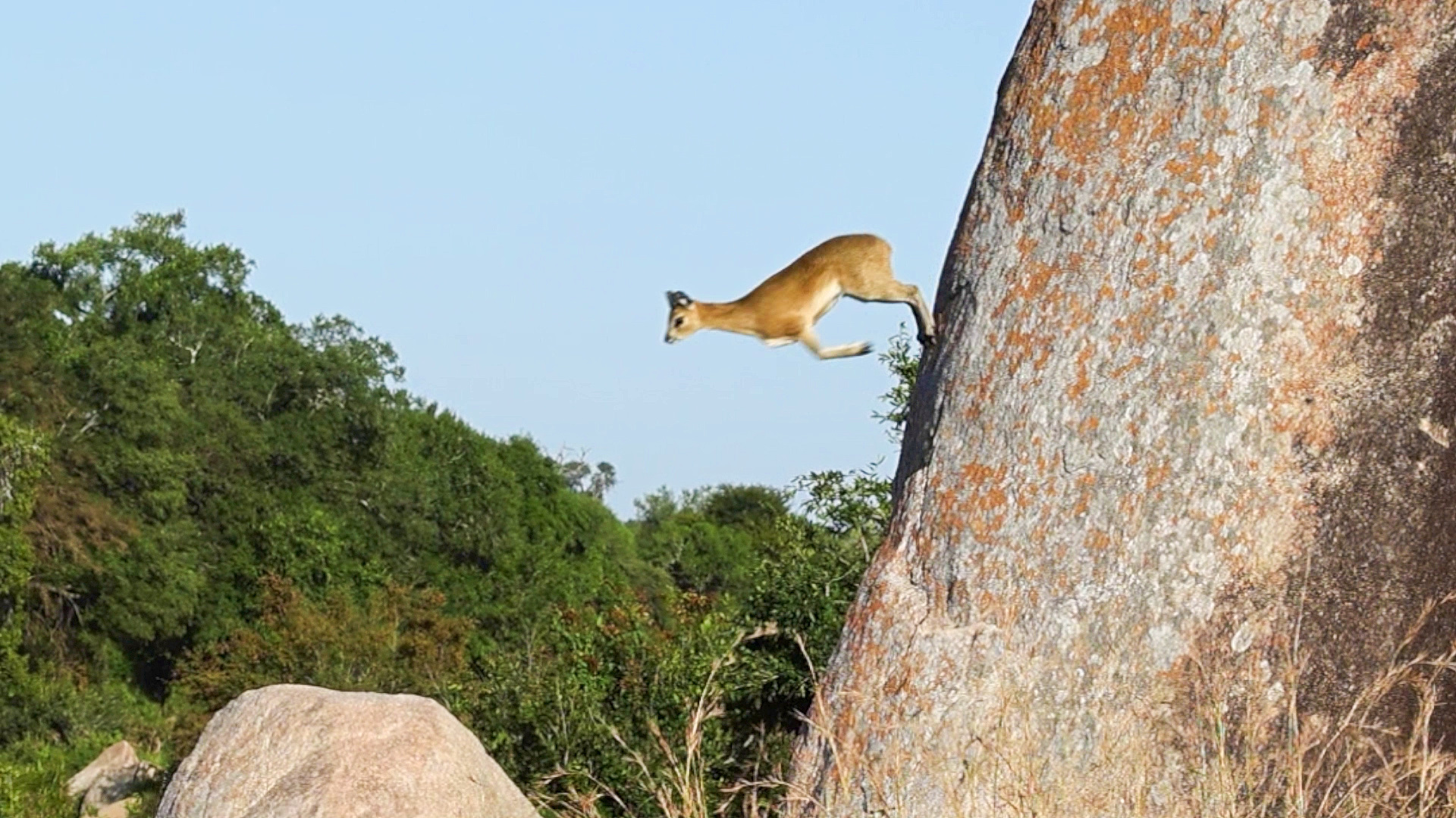 Adorable Antelope Shows Off Rock Climbing Skills