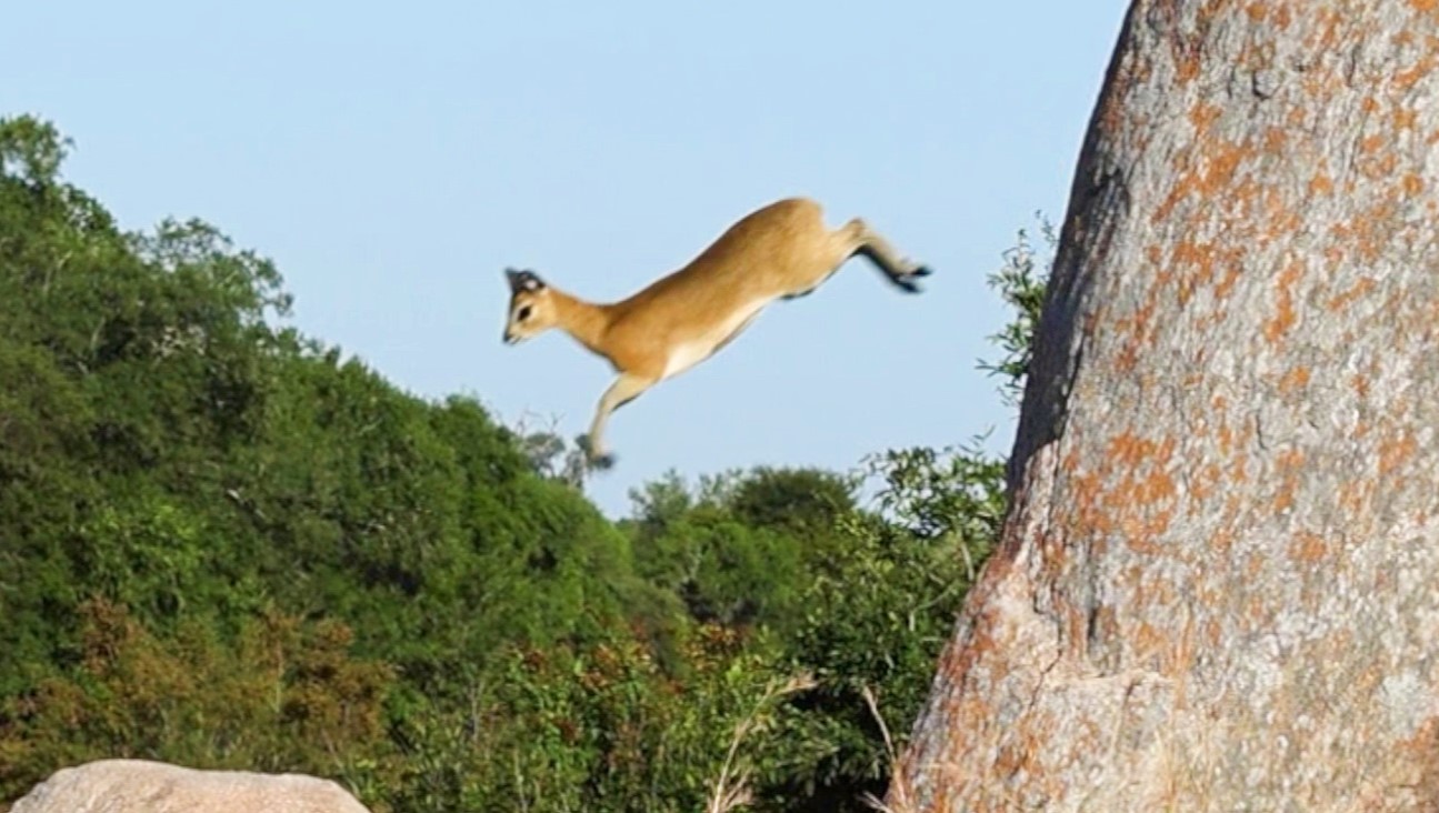 Adorable Antelope Shows Off Rock Climbing Skills