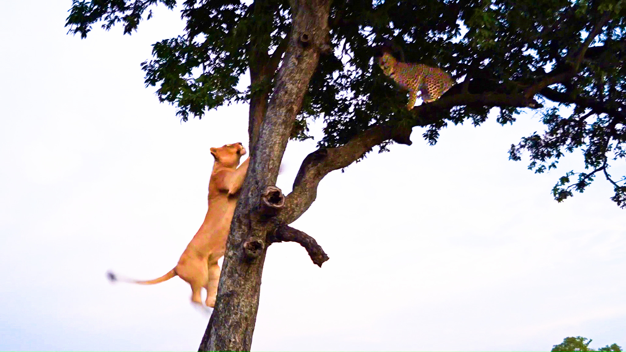 Lioness Pursues Leopard Up Tree Right Above Tourists 😲