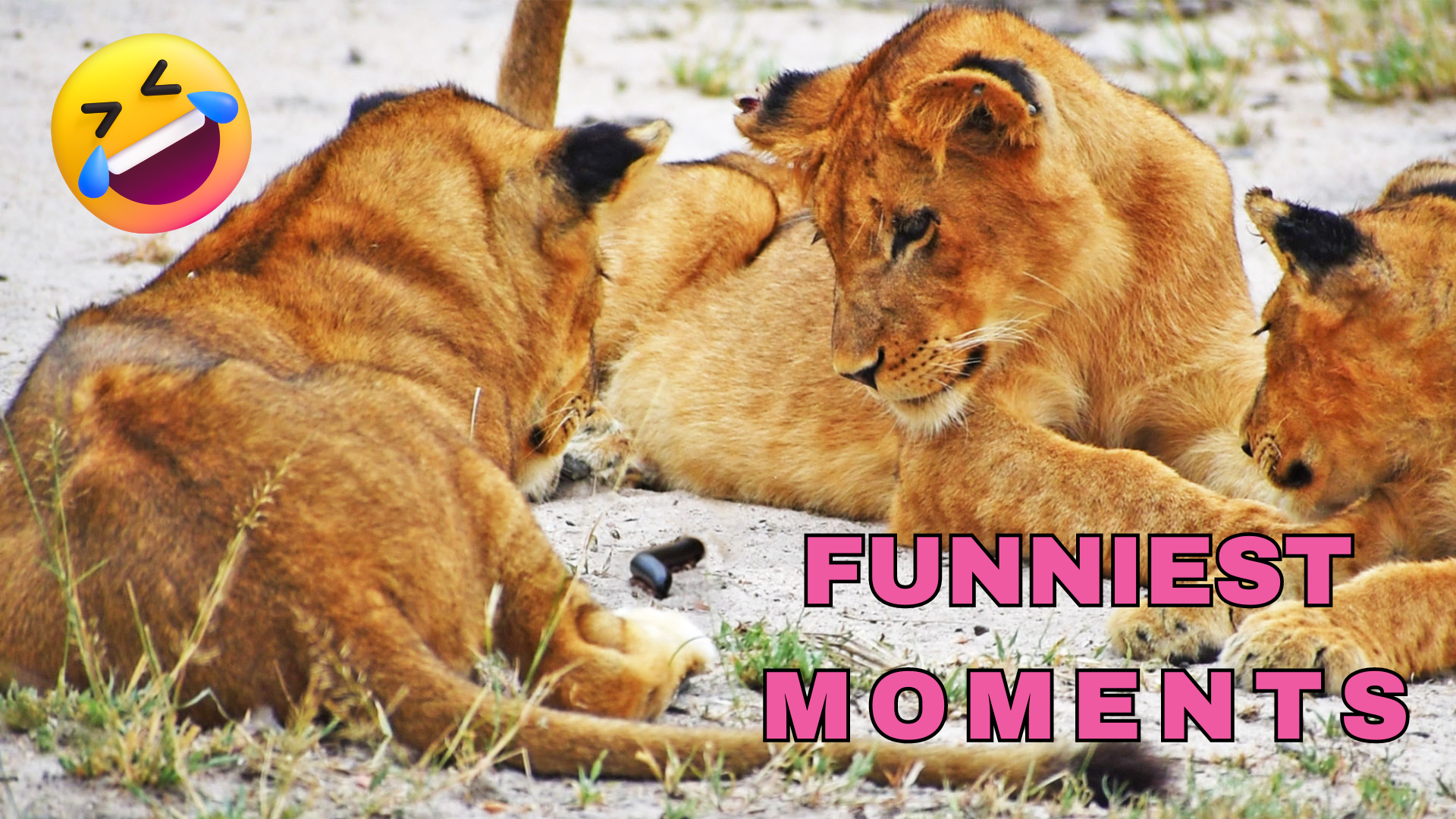 Hilarious Wild Lions Caught on Camera