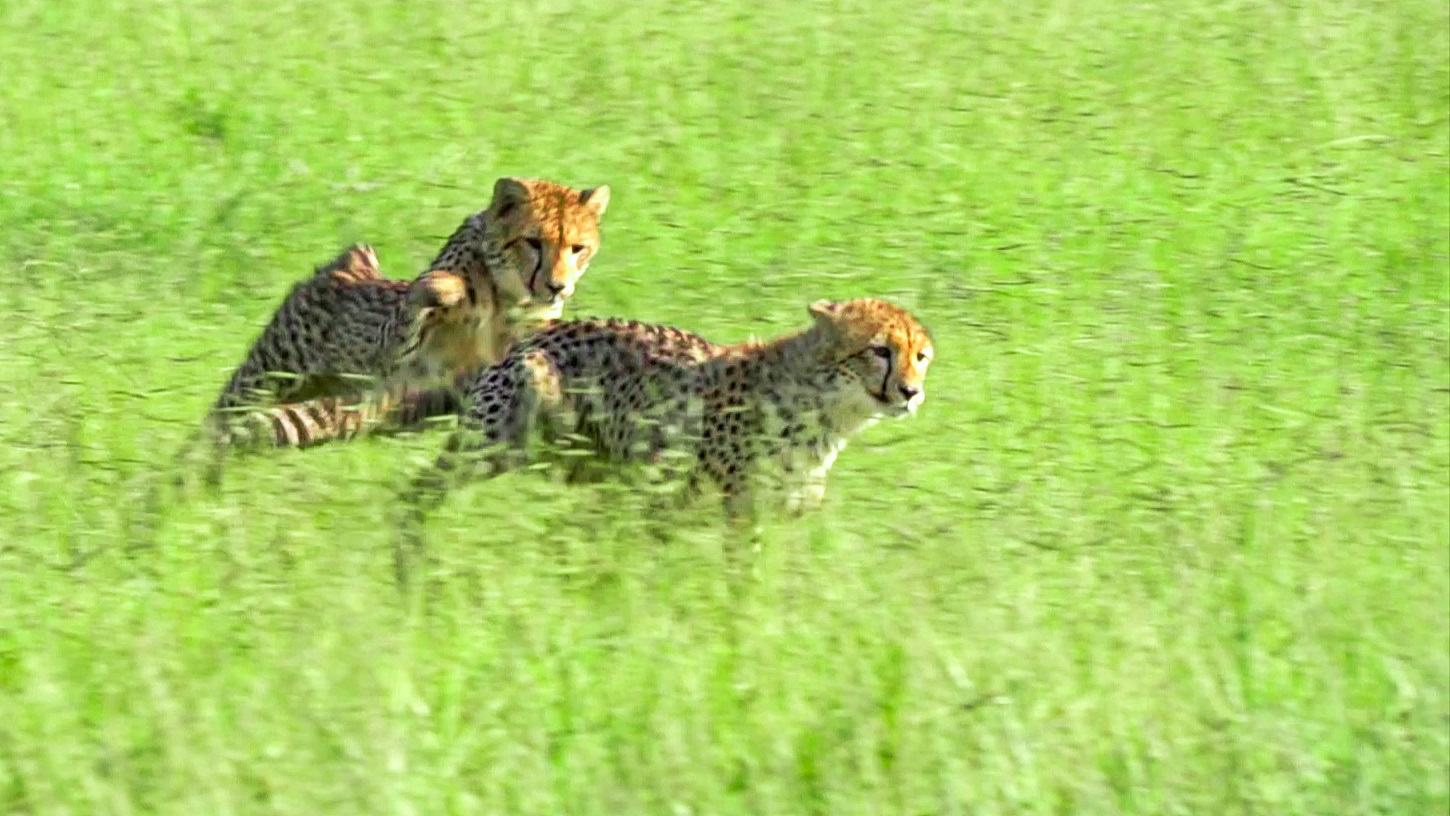 Cheetah High-Speed Play Chase