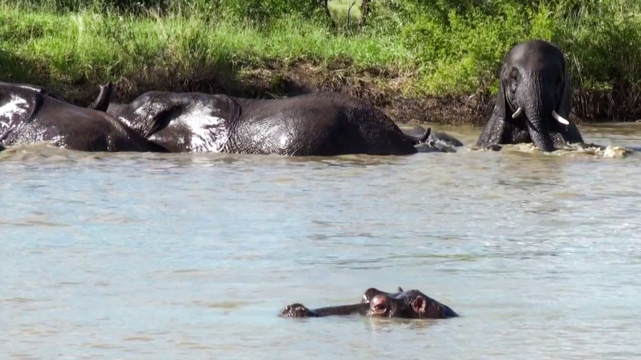 Grumpy Hippo Disturbed by Elephant’s Pool Party