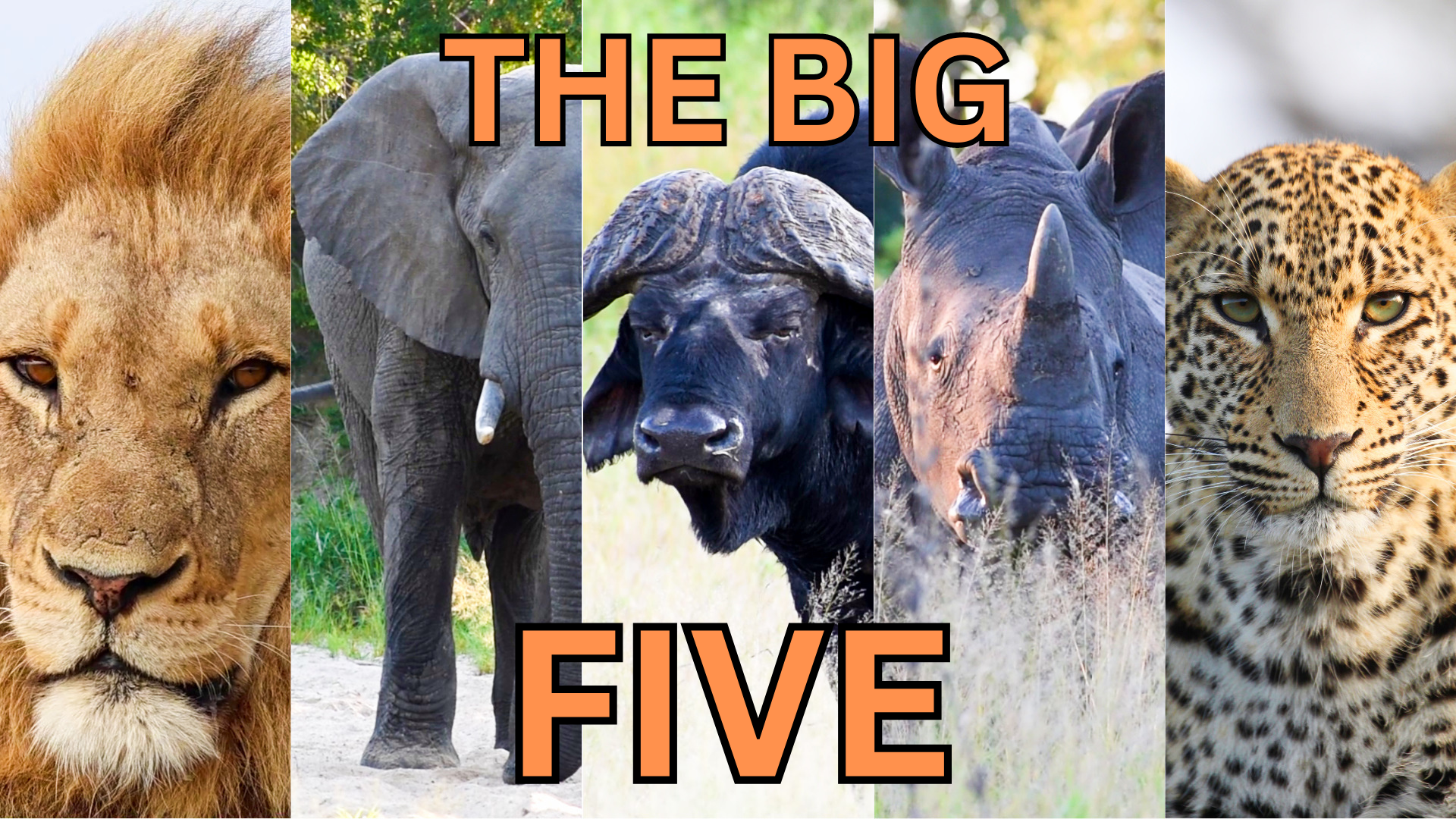 Africa’s Icons: The Famous BIG FIVE