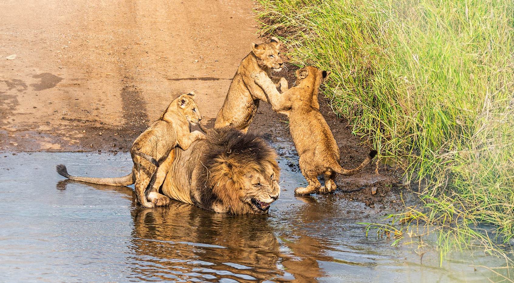 Lion Dad’s Hilarious Struggle with Naughty Cubs