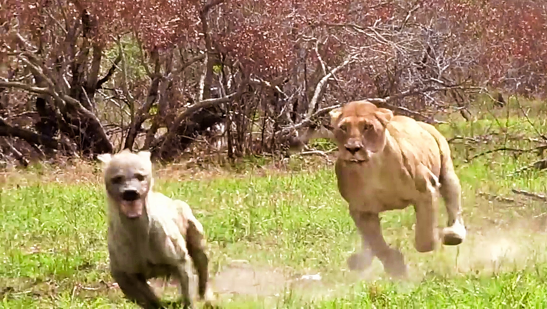 Epic Showdown: Lion Pride vs Hyena Clan