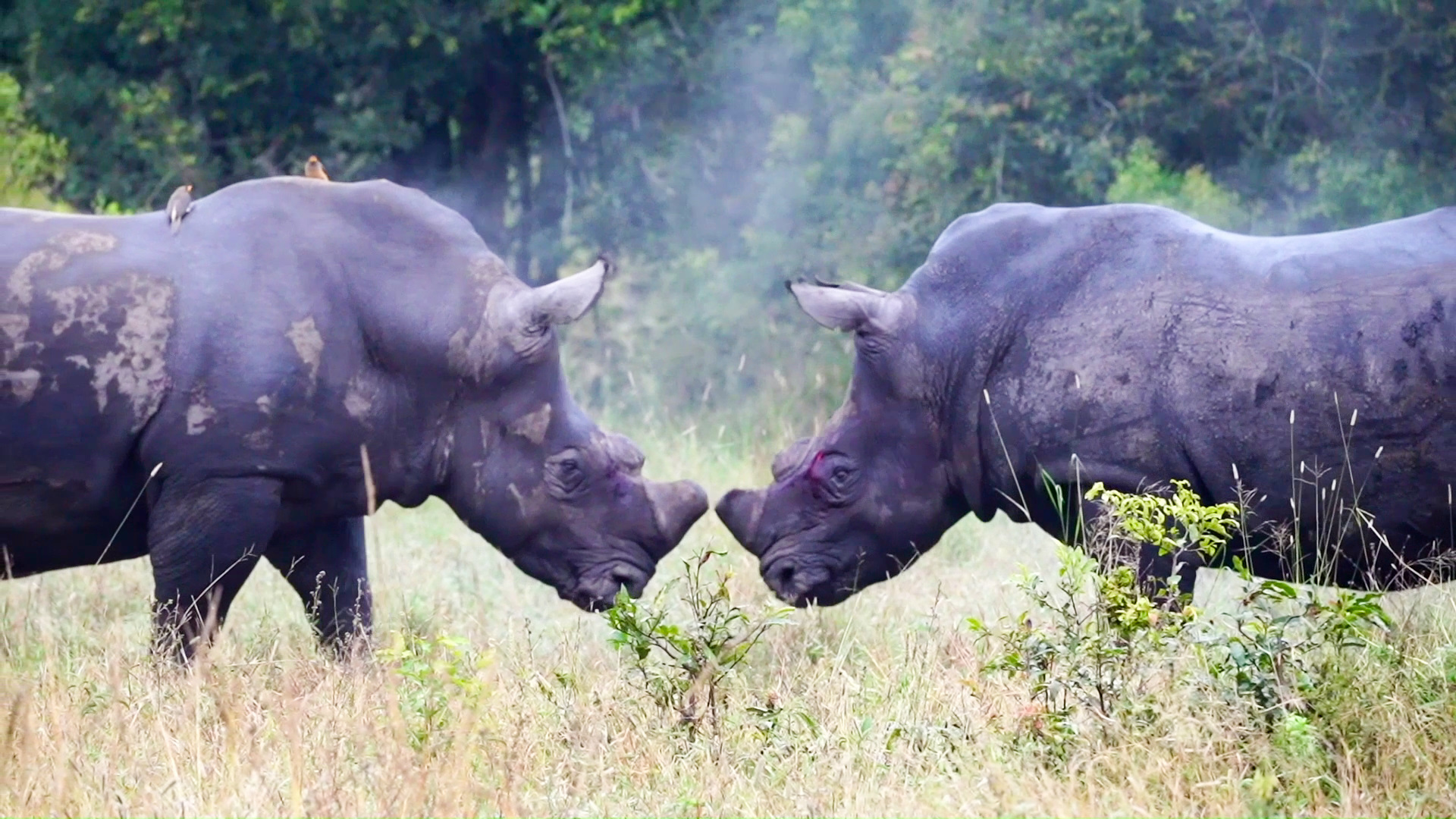 Steamy Stand Off: Rhino Dance of Dominance