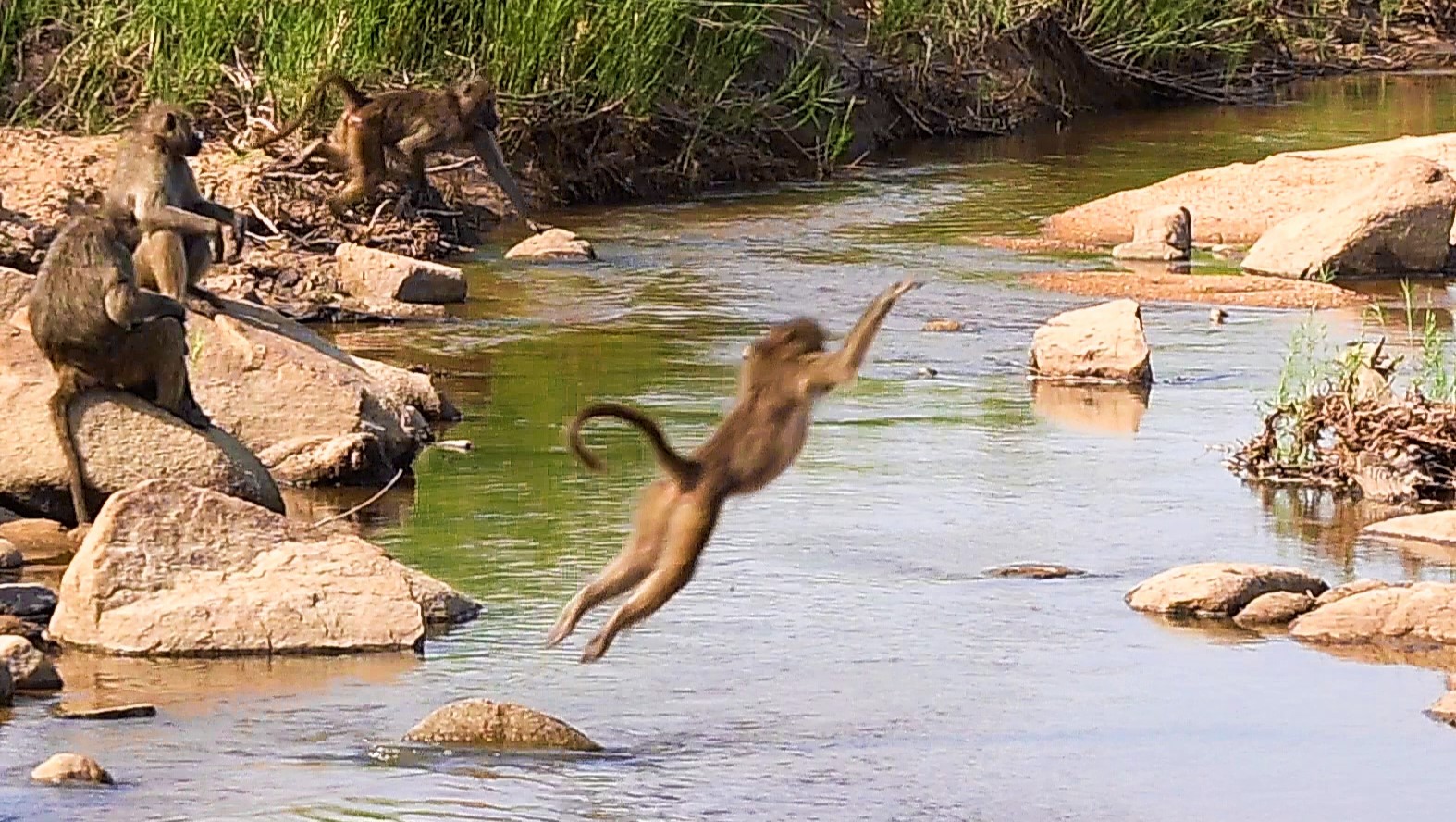 Hilarious Baboon Acrobatics 😂