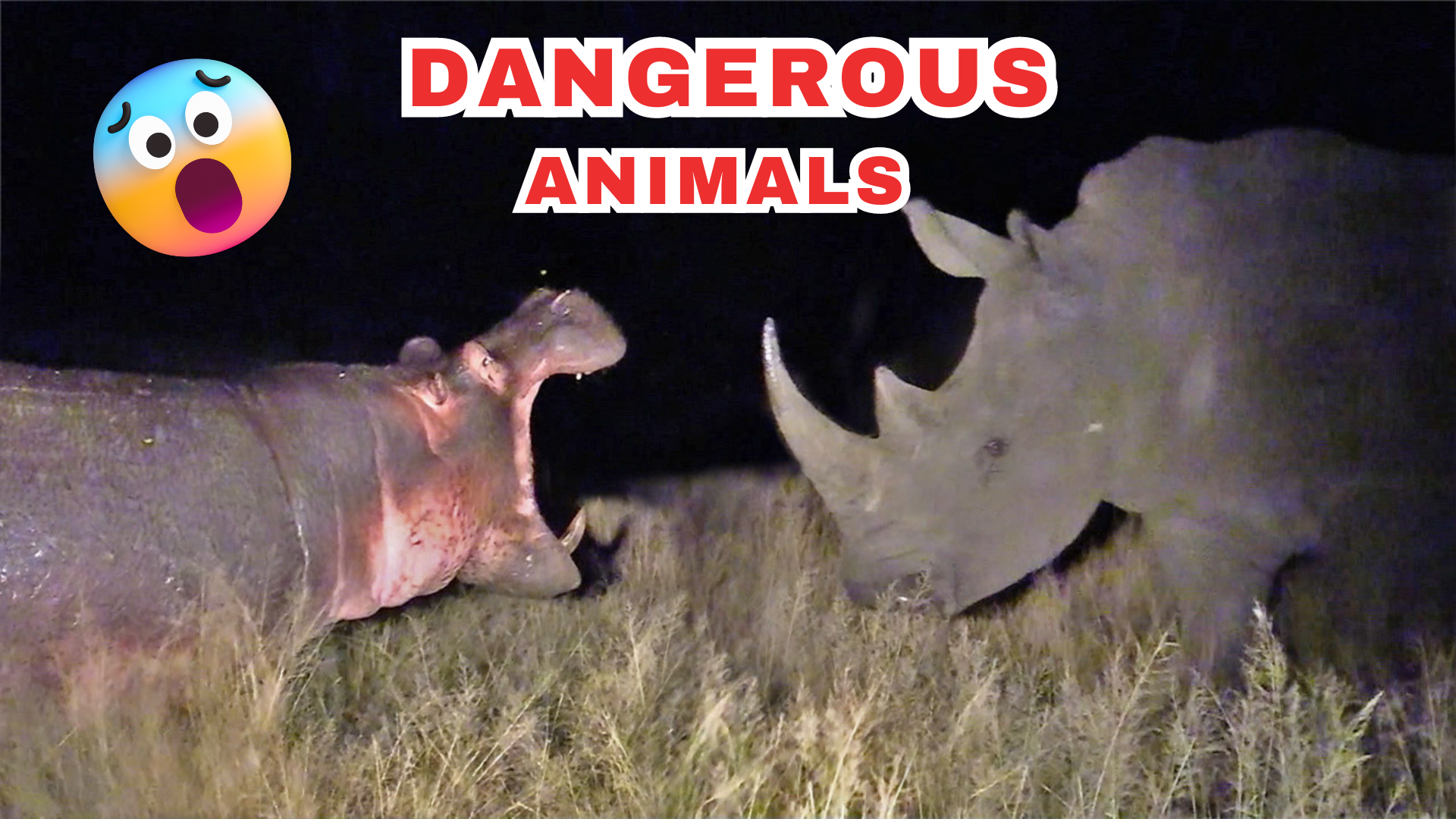 Dangerous African Animals at Night