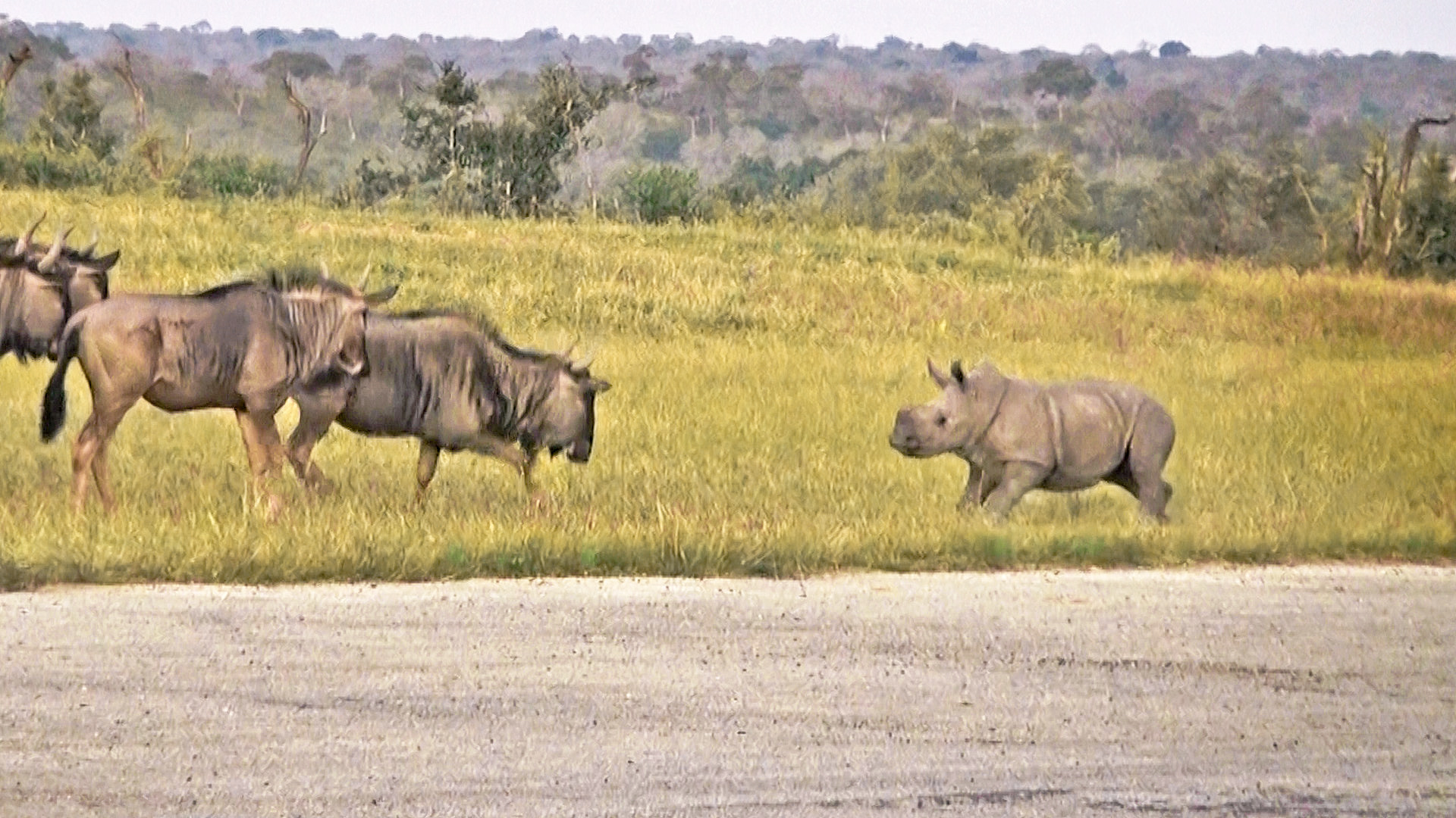 Baby Rhino Tries Making Friends with Antelope 🥹