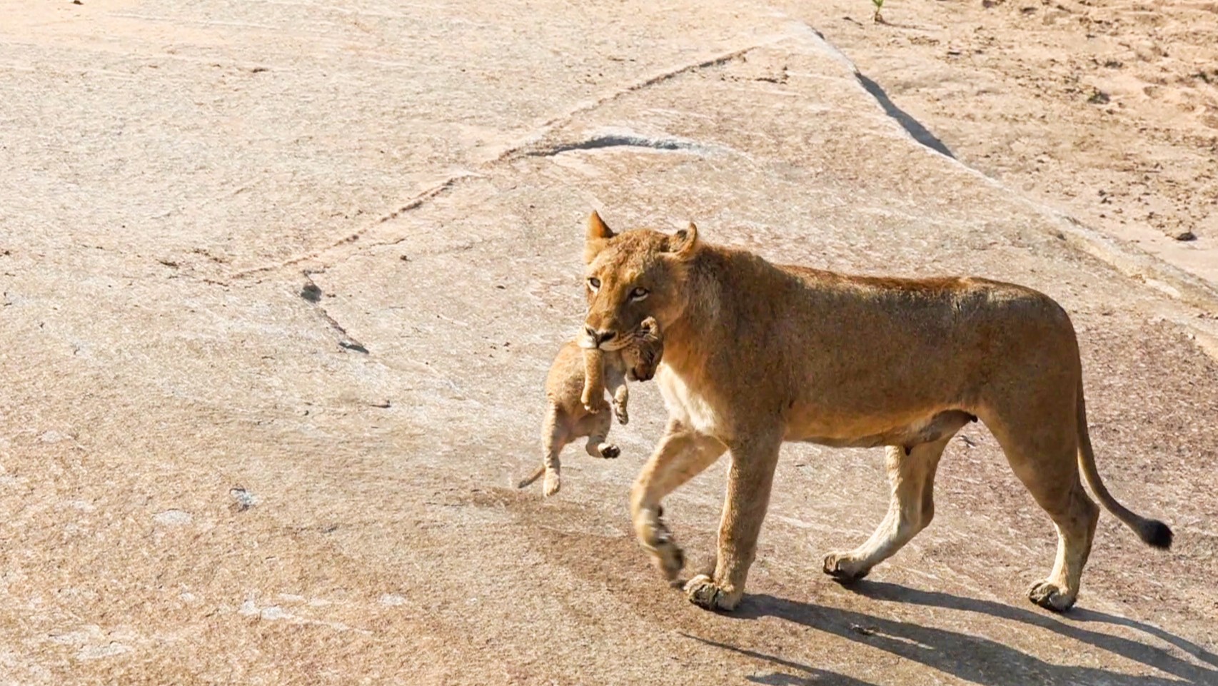 Lioness Carries Her Cub Across River