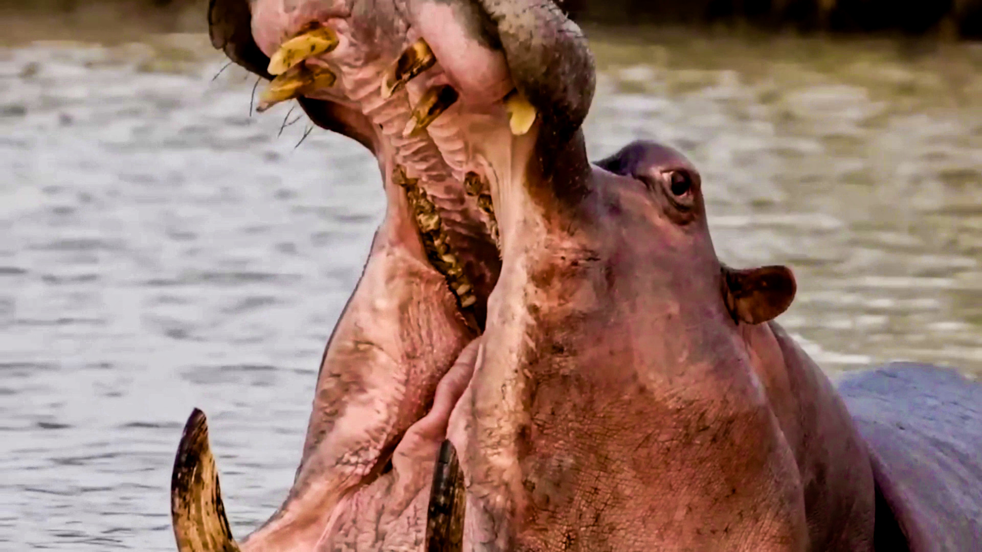 Most Interesting Facts About Hippo Territorial Behaviour