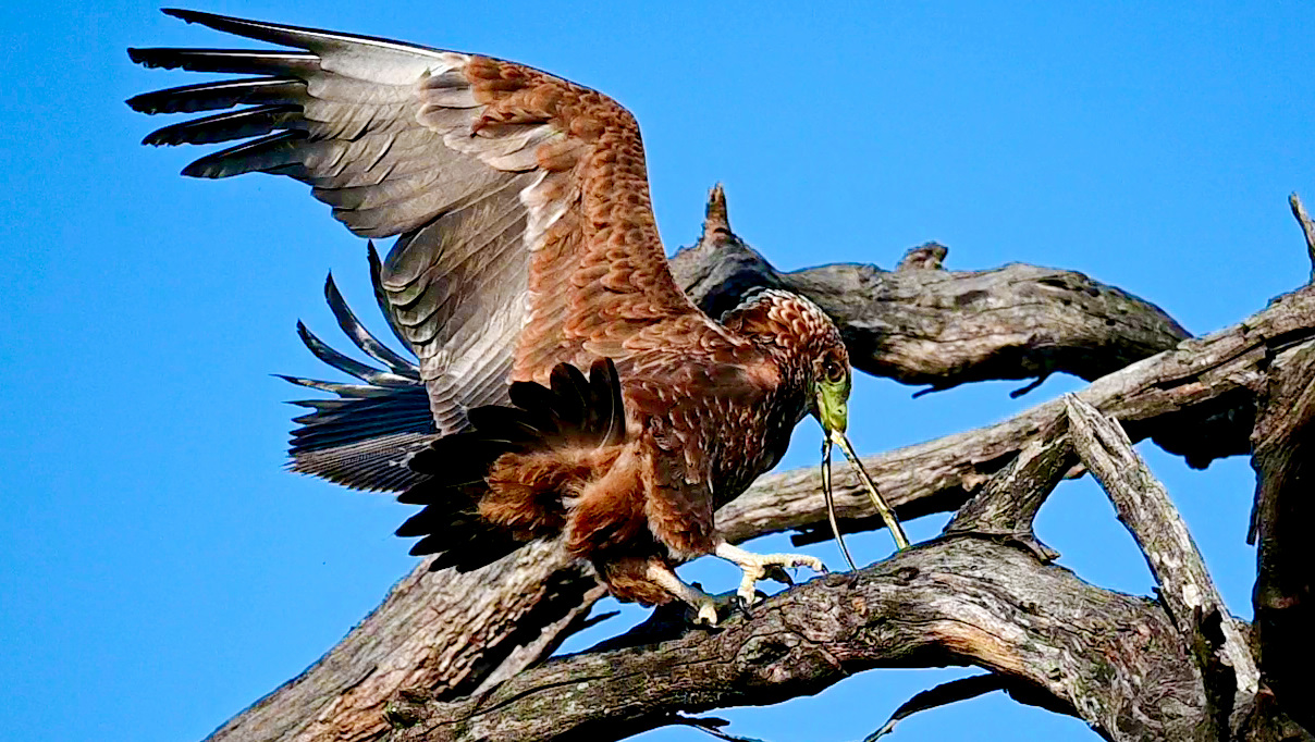 Eagle’s Daring Snake Capture in Fierce Winds