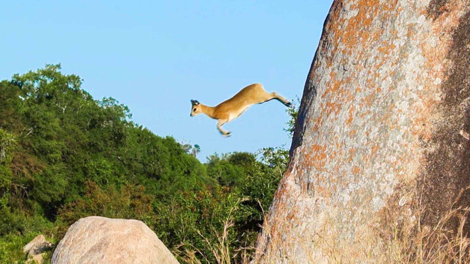 Adorable Antelope Shows Off Rock Climbing Skills