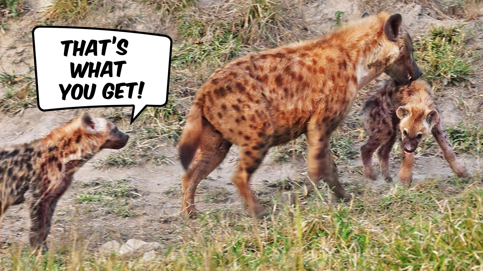 Hyena Cub Gets Carried to the Naughty Corner