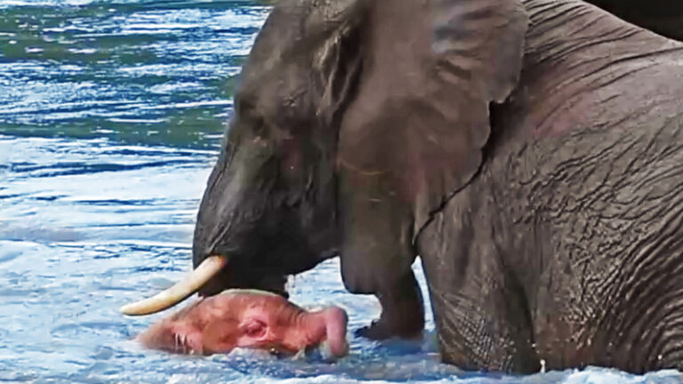 Pink Baby Elephant Goes for a Swim