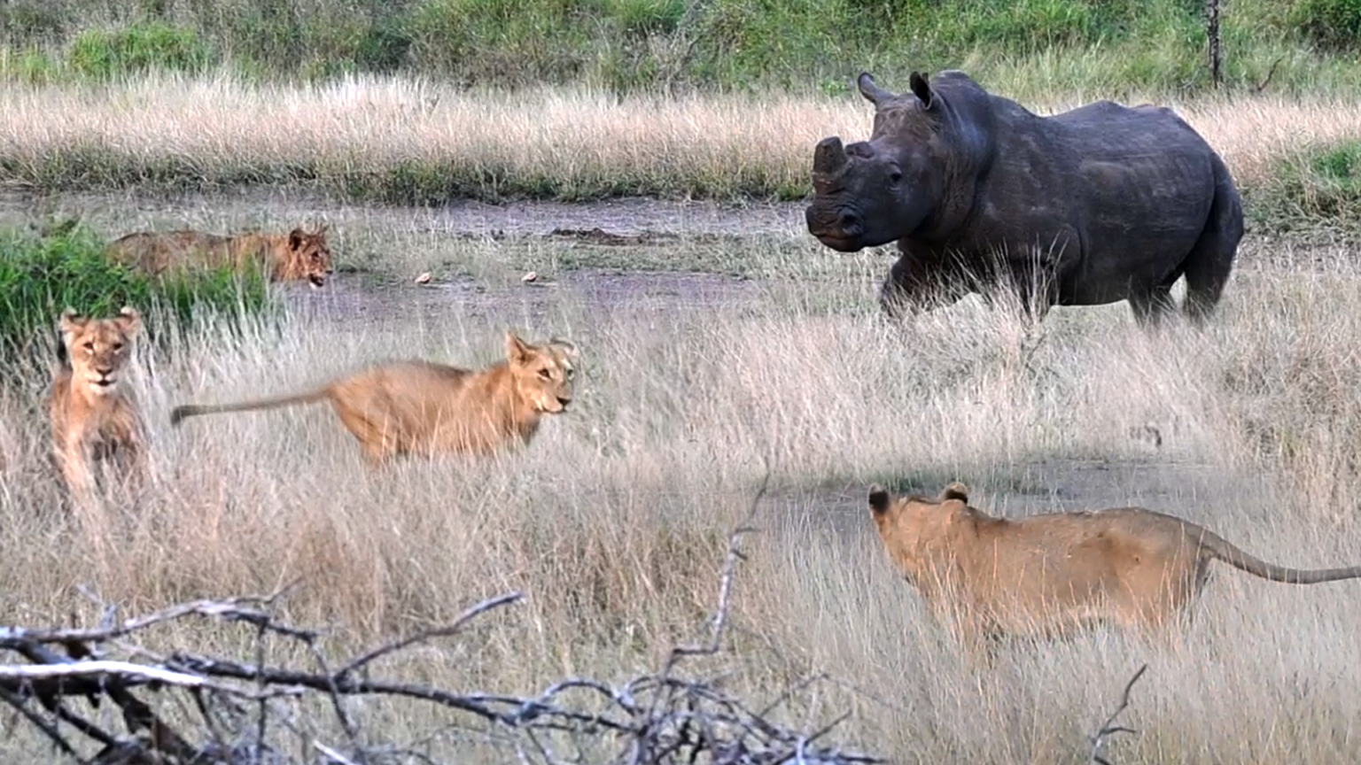 Rhino Charges at Pride of Lions with Cubs