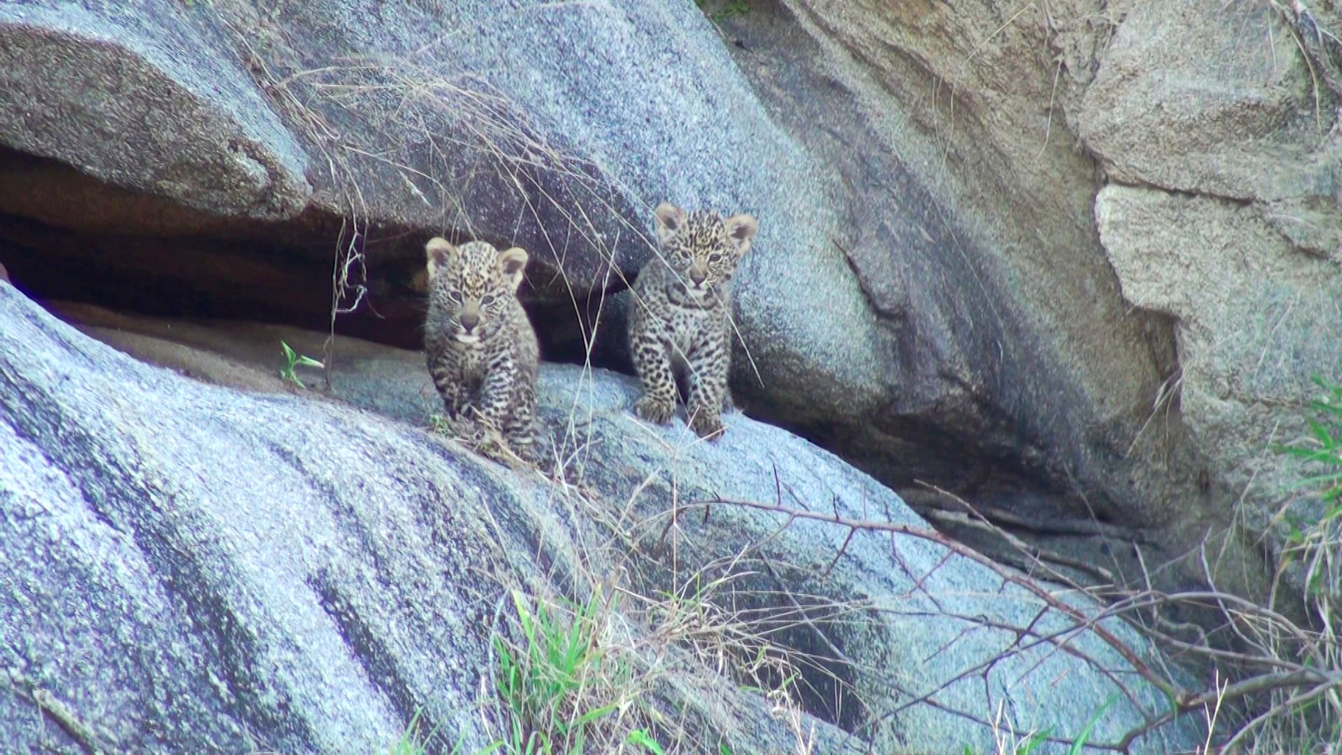 Top 5 Cutest Animals of the Week