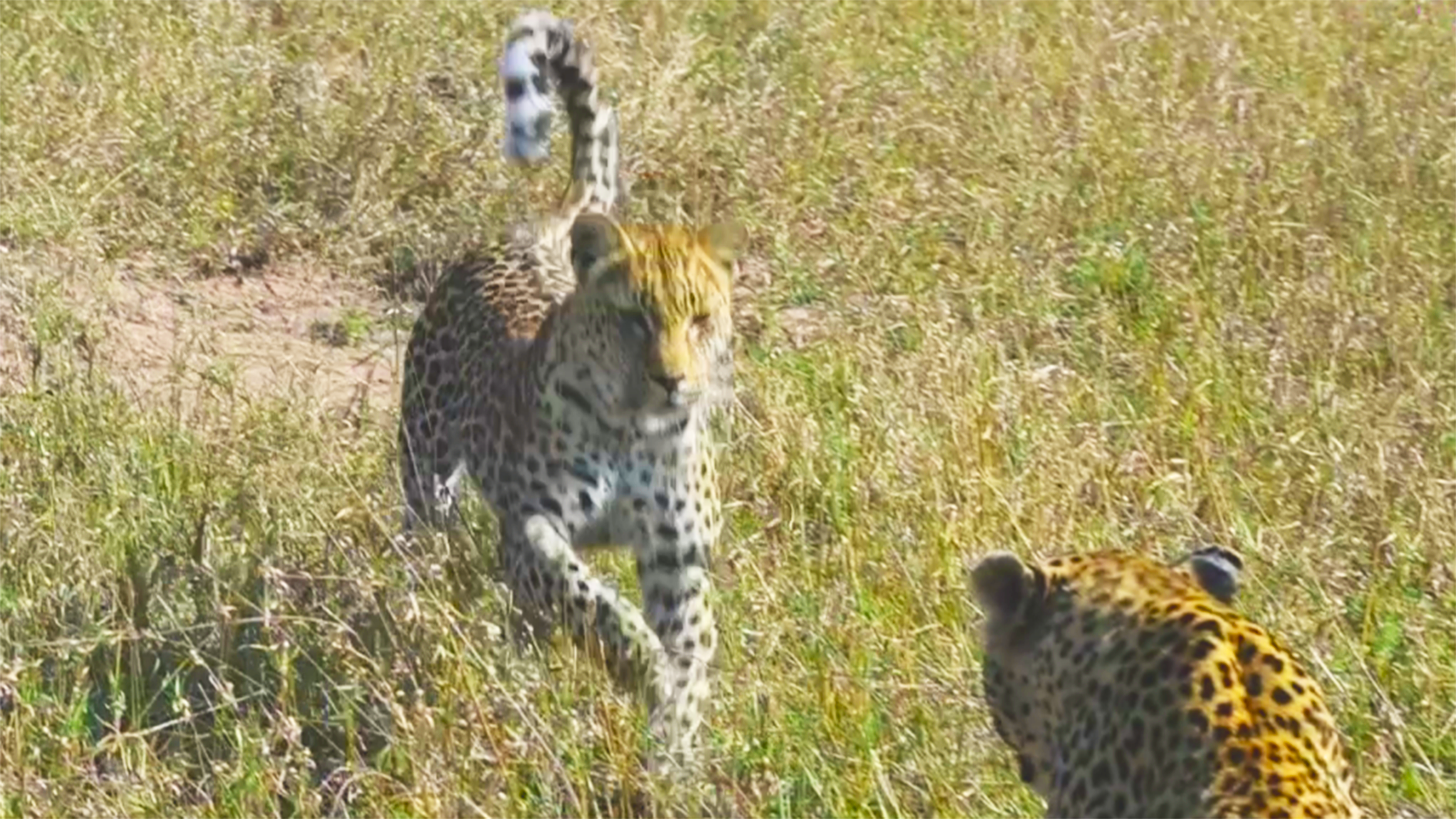 Leopard Mom and Cub Heartfelt Reunion ?❤️