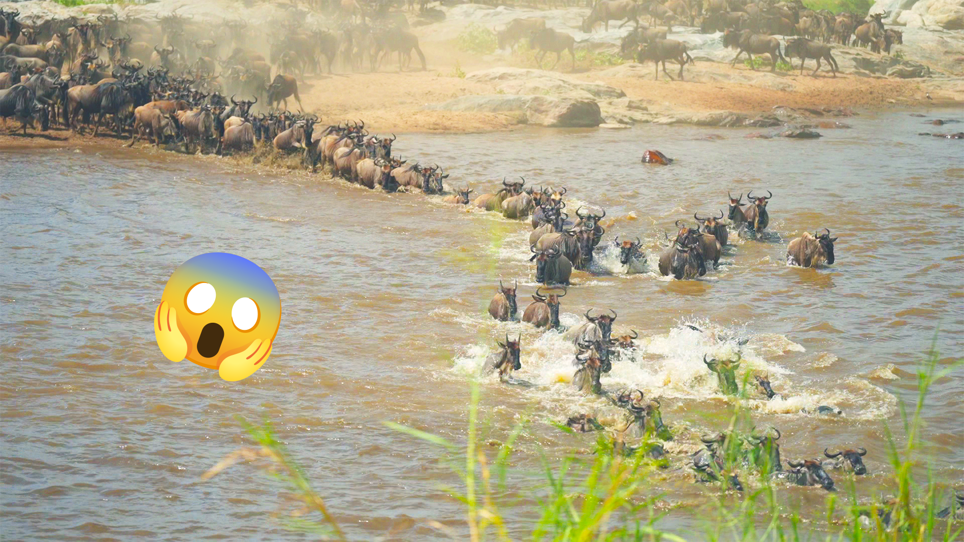 Wildebeests Risk Crocodile-Infested Waters to Cross River