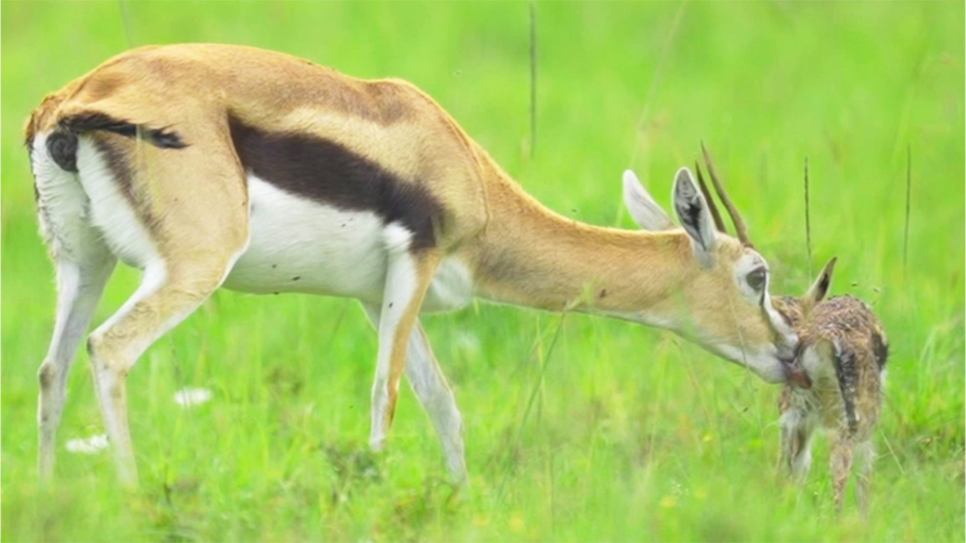 Mommy Gazelle Nuzzles Her Newborn