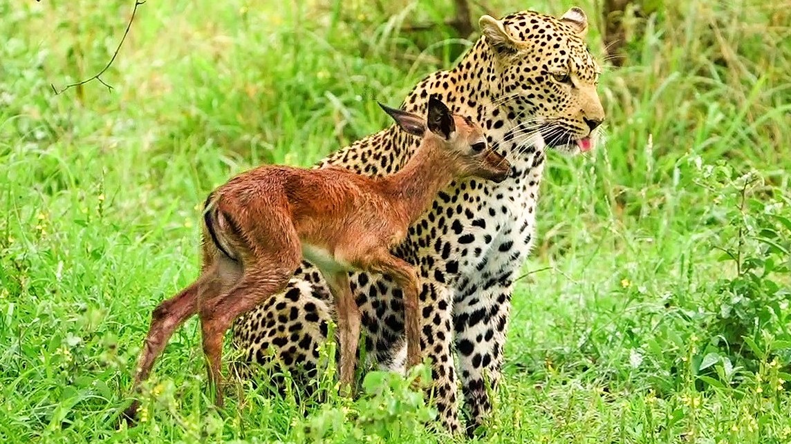 Unbelievable Footage of Tiny Fawn Mistaking Leopard For Mommy