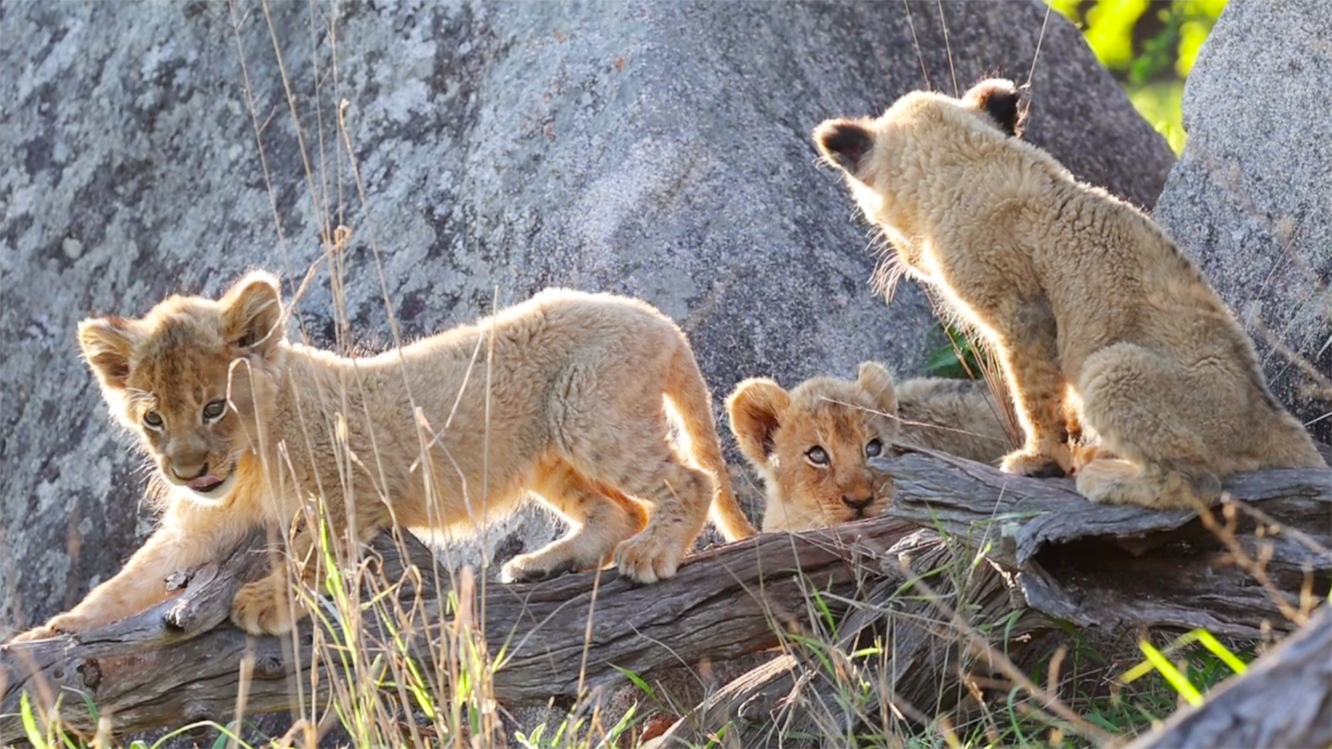 Lion Cubs Showcase Their Independence ??