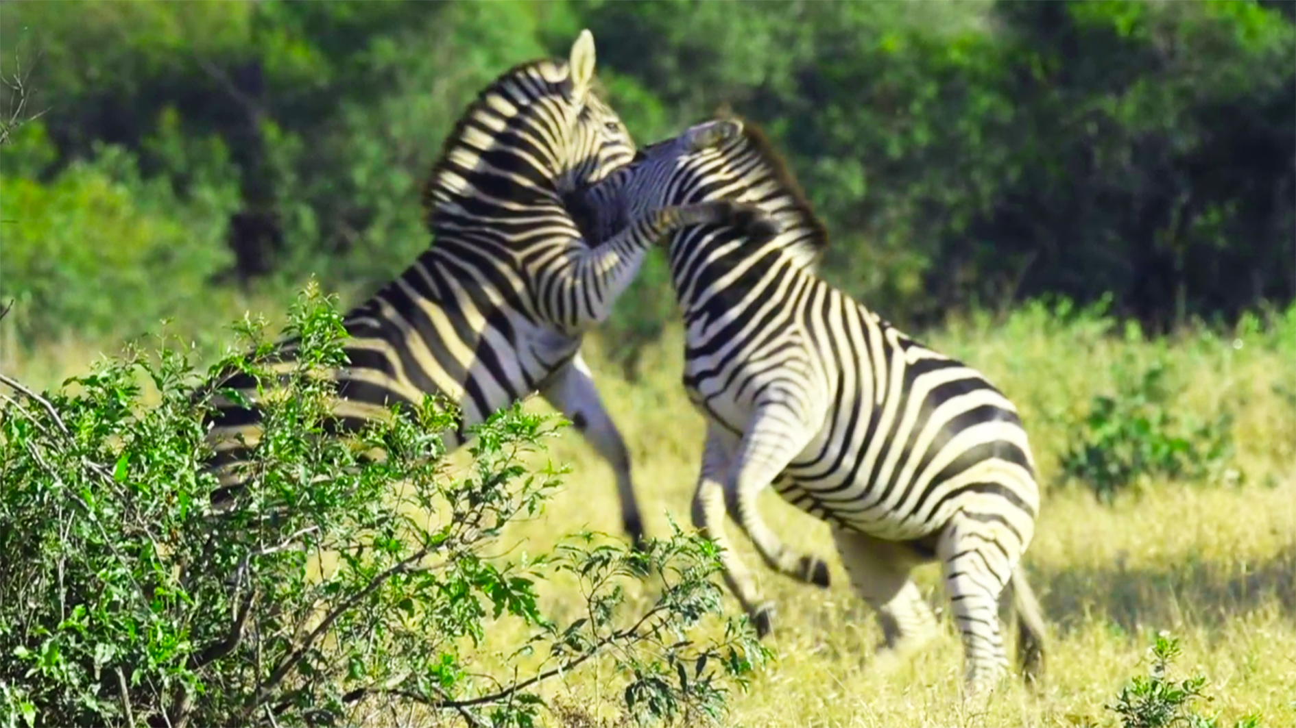 Zebra Showdown: The Wildest Argument Ever! ??