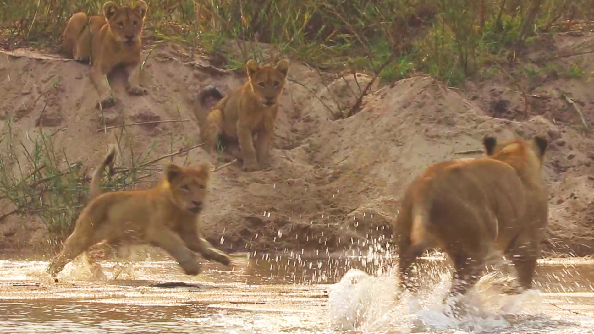 Cubs Go Wild ? Splash and Dash River Chase! ?