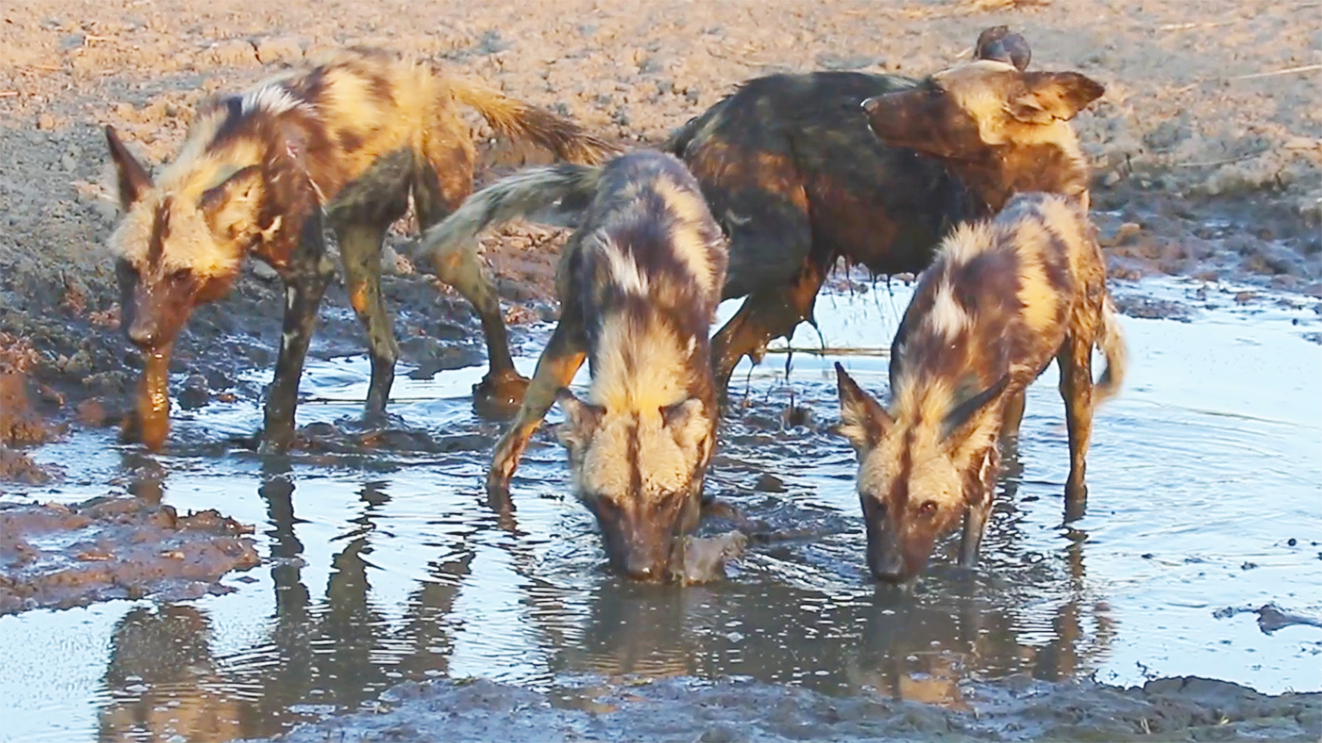 Unexpected Wild Side Wild Dogs Indulge in a Mud Bath!