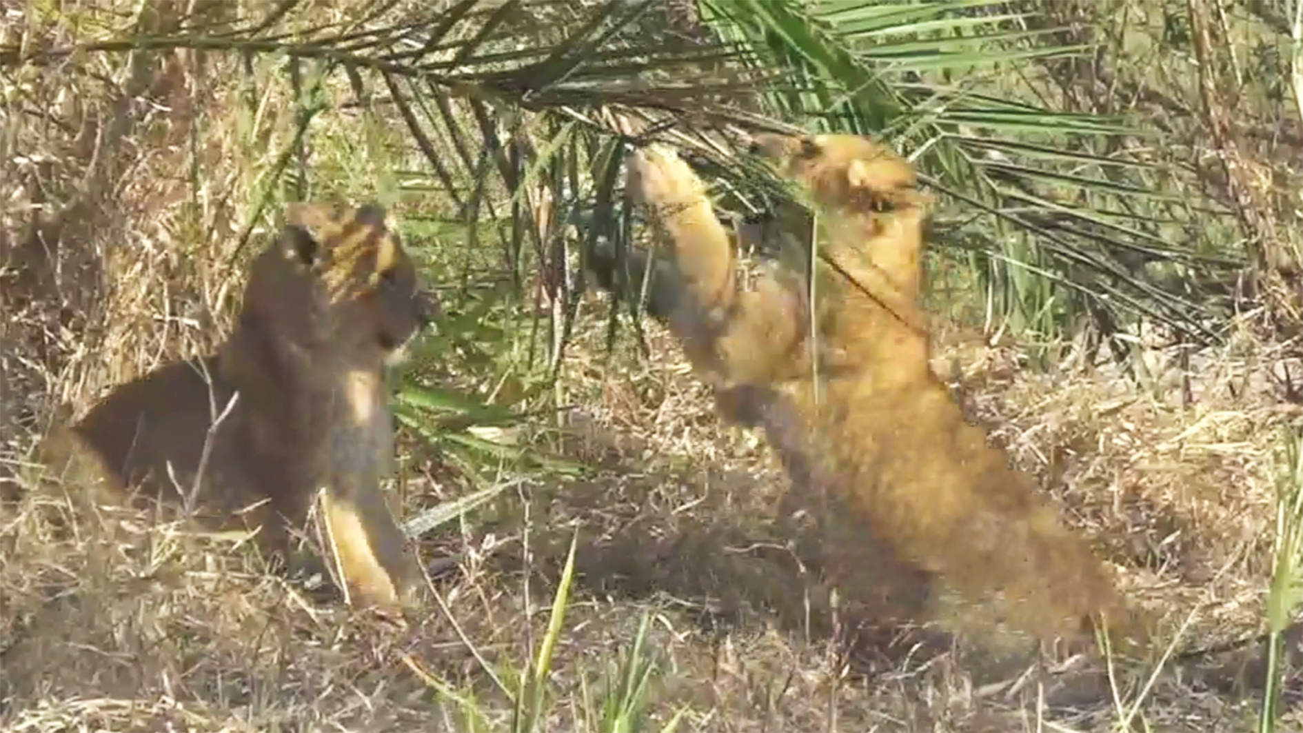 Lion Cubs vs. Palm Tree: Adorable Showdown ??