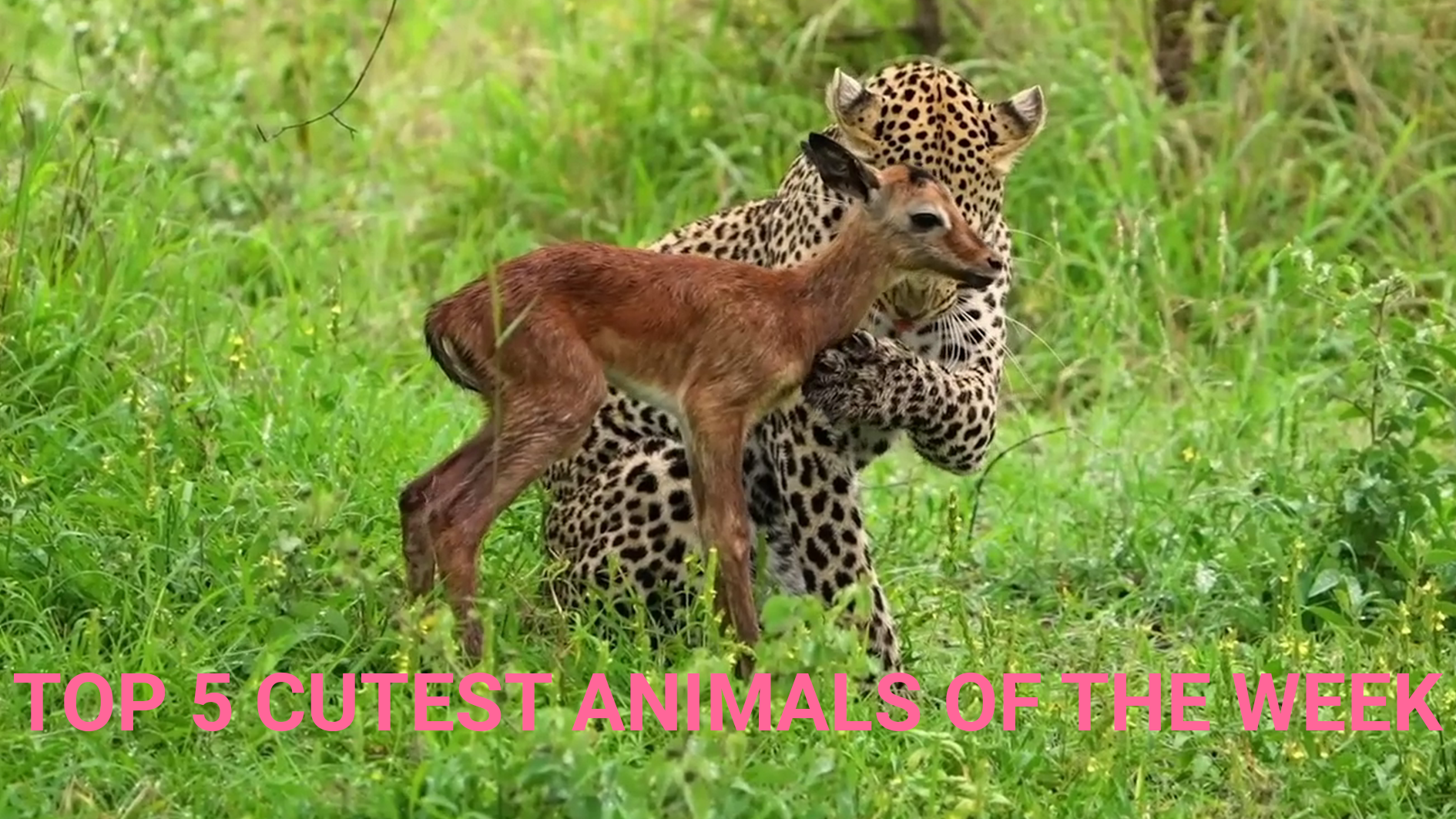 Top 5 Cutest Animals of the Week