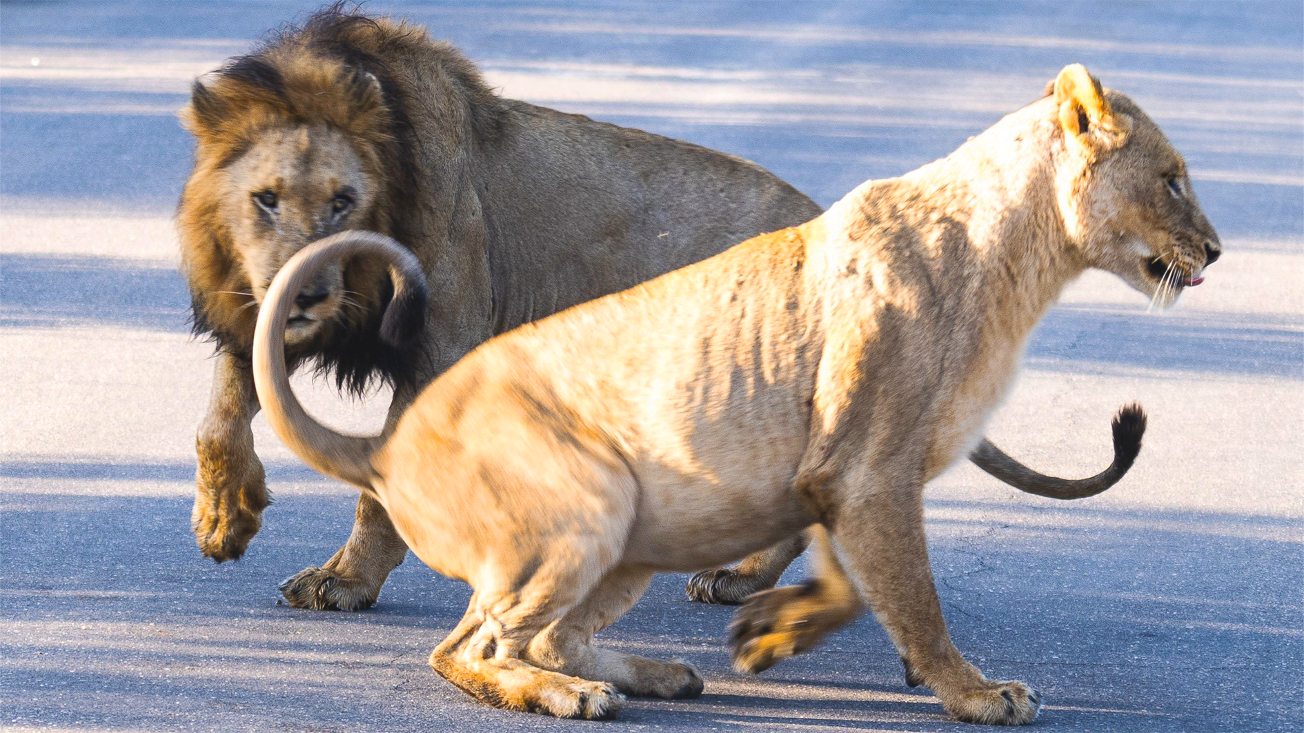 Lioness Runs Circles Around Male