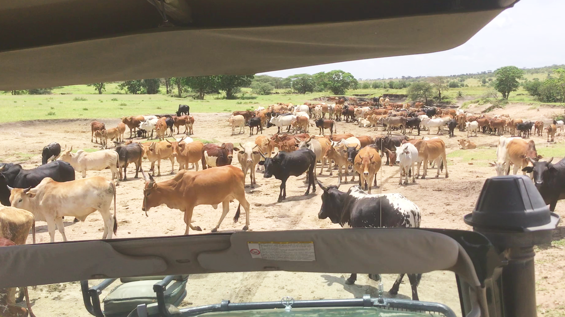 Massive Herd of Masai Cows March Across the Road