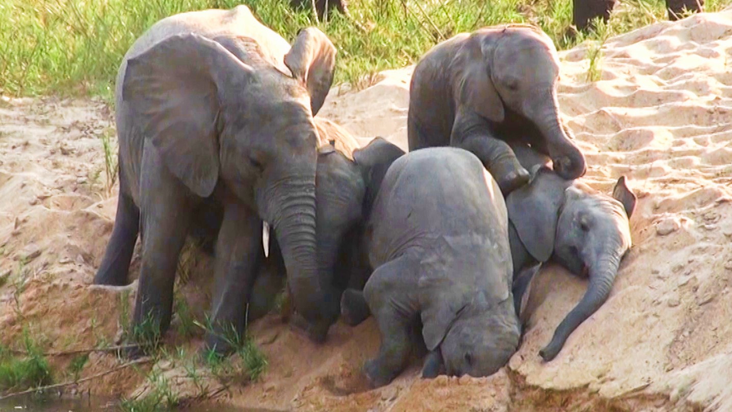 Elephant Faceplants: Hilarious Slides and Tumbles! ???