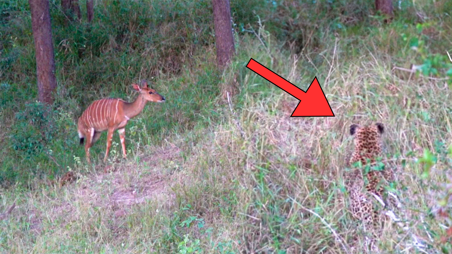 Buck Narrowly Escapes Leopard ?