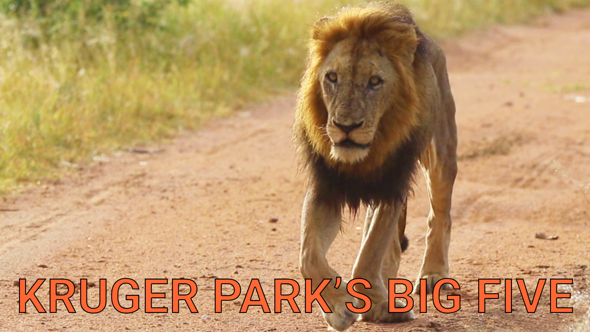 Kruger Park’s Big Five